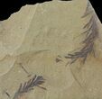 Dawn Redwood (Metasequoia) Fossils - Montana #126632-1